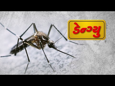 Dengue – Gujarati